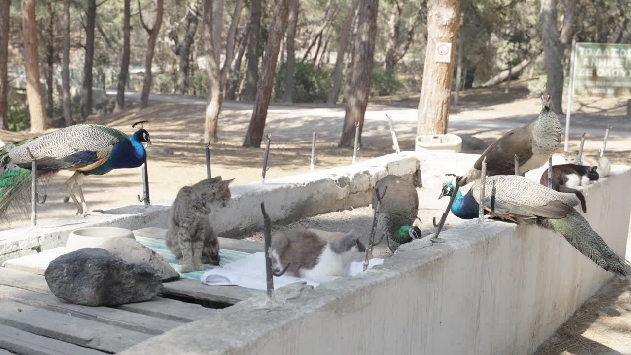 고양이와 함께 살며 먹는 파우크 - 여름에 그리스의 코스 섬의 플라카 숲 - 바늘잎 숲
