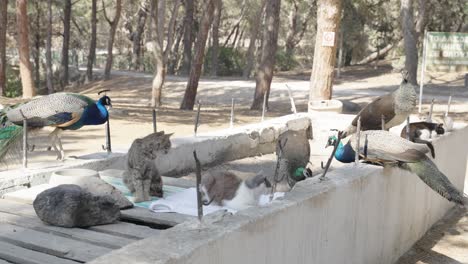 pavos reales viviendo y comiendo juntos con gatos bosque de plaka en kos en grecia en verano - bosque de hojas de aguja