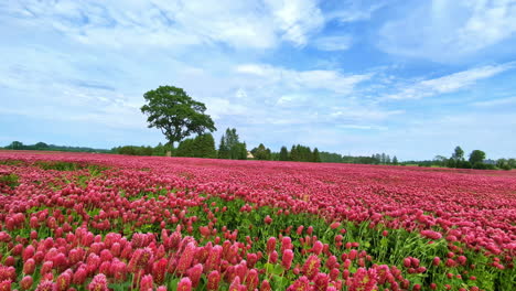 Expansive-field-of-vibrant-pink-flowers-under-a-bright-blue-sky-with-scattered-clouds