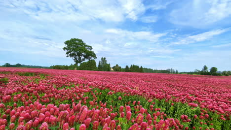 campo expansivo de flores rosadas vibrantes bajo un cielo azul brillante con nubes dispersas