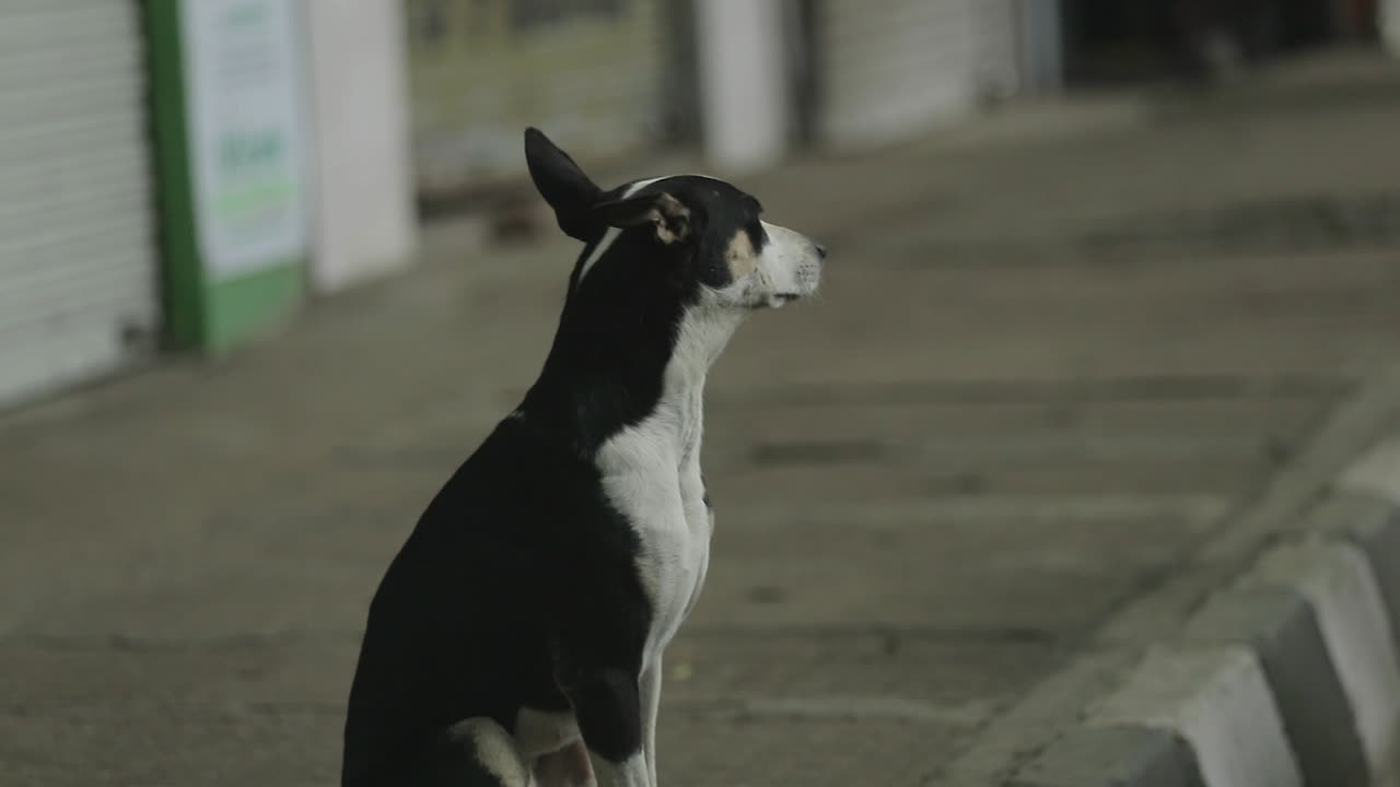 perro callejero en las calles de la india,