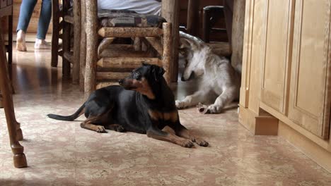 baby timber wolf and a small dog relaxing in the kitchen