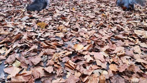 squirrel feeding on peanuts between red autumn leaves on park pathway