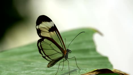 a brown and transparent wing butterfly