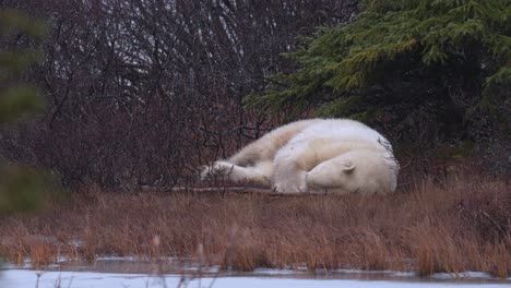 A-napping-polar-bear-waits-for-the-winter-freeze-up-amongst-the-sub-arctic-brush-and-trees-of-Churchill,-Manitoba