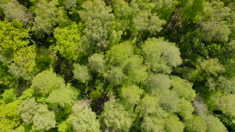 Aerial-view-of-panoramic-over-the-tops-of-the-pine-forest