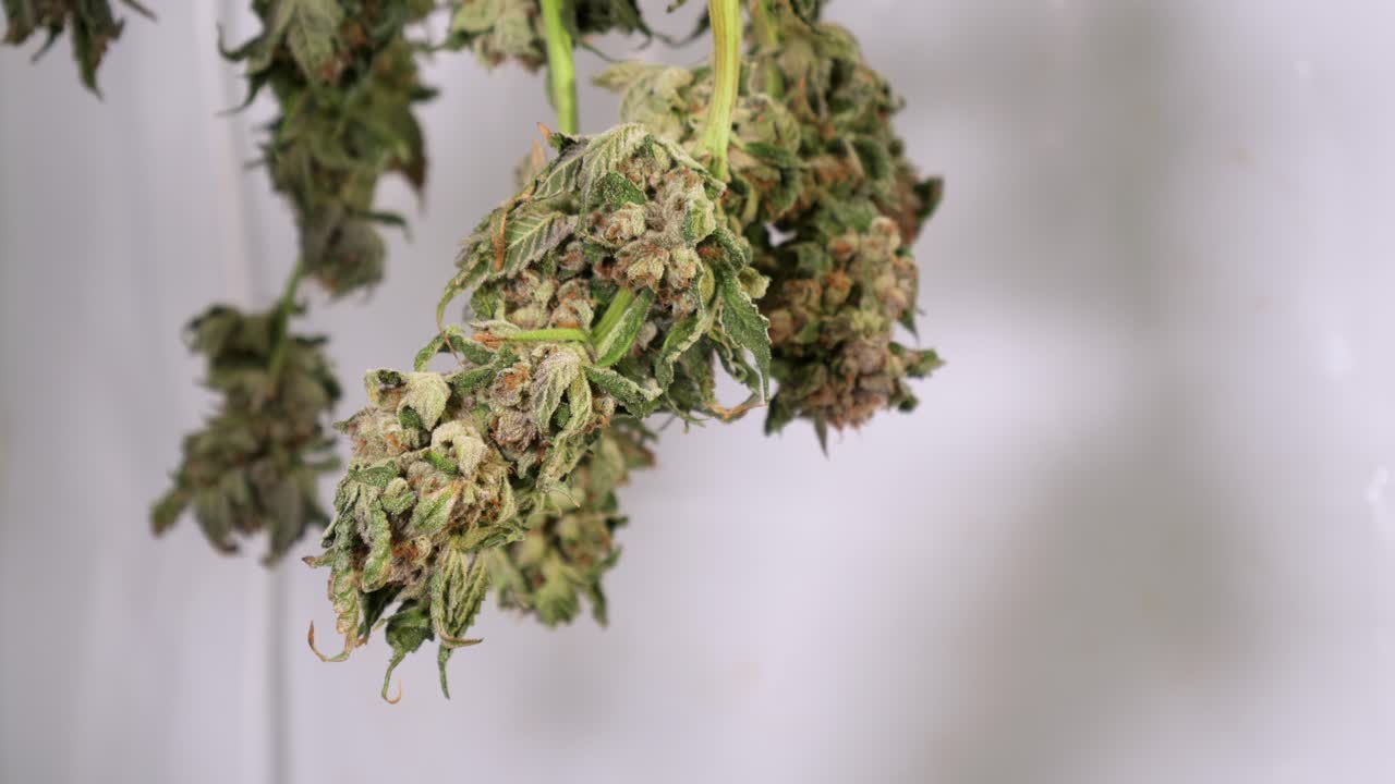 성장 텐트에서 건조 대마초 식물의 돌리 샷