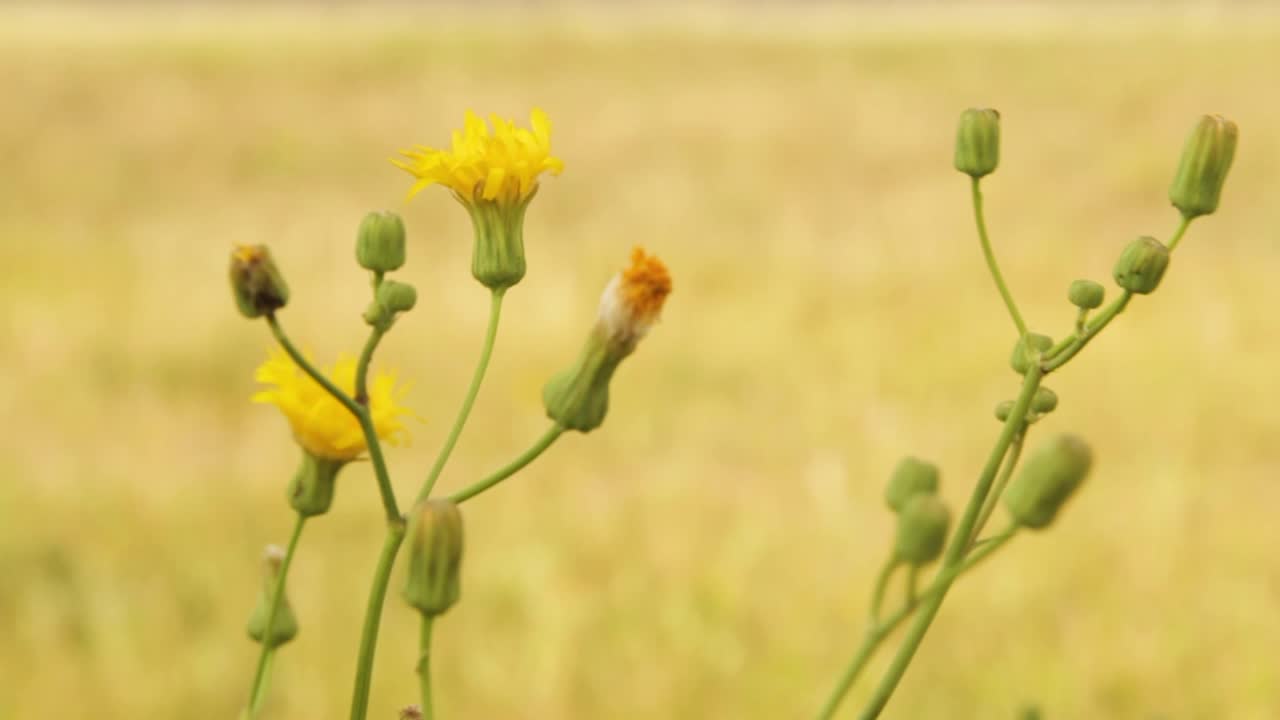 una hermosa flor amarilla en una brisa ligera en primer plano con fondo de prado borroso