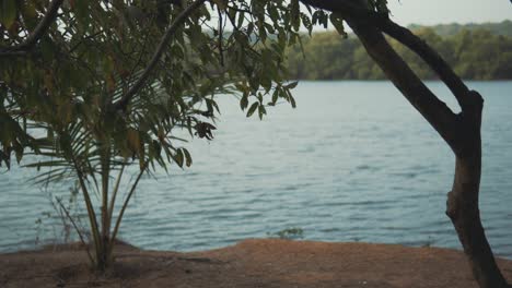 in a picturesque scene, lush plants thrive in the serene beauty of the natural landscape along the riverbank