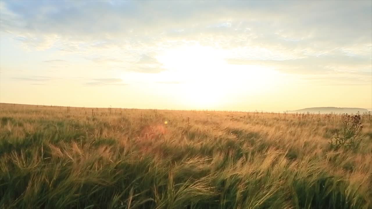 해가 뜨는 동안 밀을 가로질러 달리는 소녀들