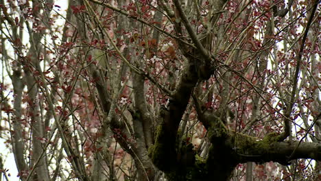 spring blossoms on trees