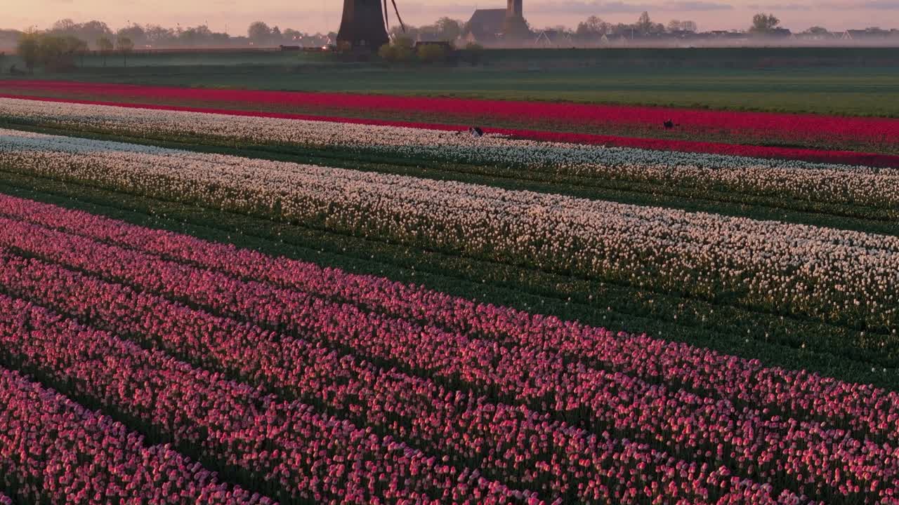 Vista aerea di campi di fiori in piena fioritura con un mulino olandese nella nebbia del primo mattino.