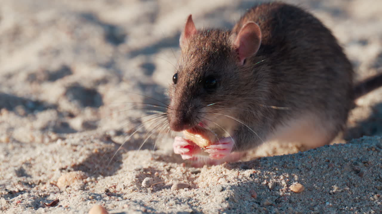 Close up of a brown rat eating scattered peanuts on sand in warm sunlight