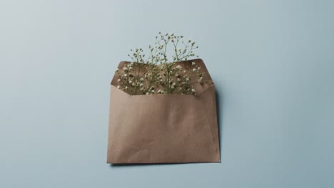 video of white flowers in brown envelope and copy space on blue background