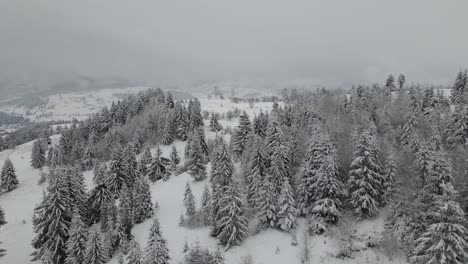 Invierno-En-Rumania---Volando-A-Través-De-Los-árboles