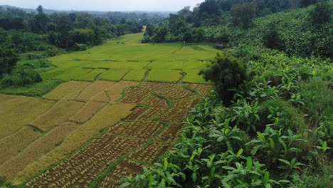 drone shot of a rice field in asia