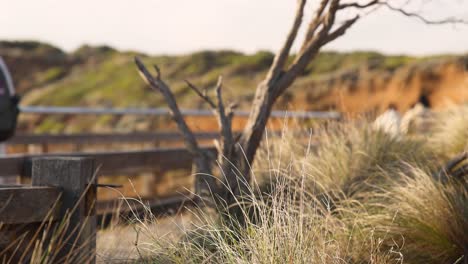 people walking by windy grass and fence