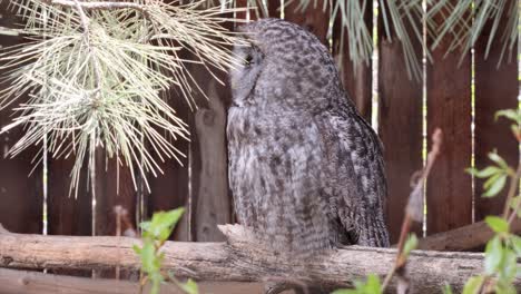 gran búho gris esponjoso descansa pacíficamente en la rama de un árbol junto a una valla de madera