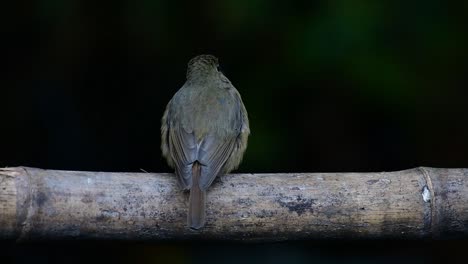 Hill-Blue-Flycatcher-Thront-Auf-Einem-Bambus,-Cyornis-Whitei