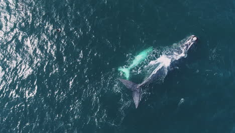 Vista-Aérea-De-Arriba-Hacia-Abajo-Sobre-La-Cría-De-Ballena-Atigrada-Blanca-Nadando-Con-Su-Madre