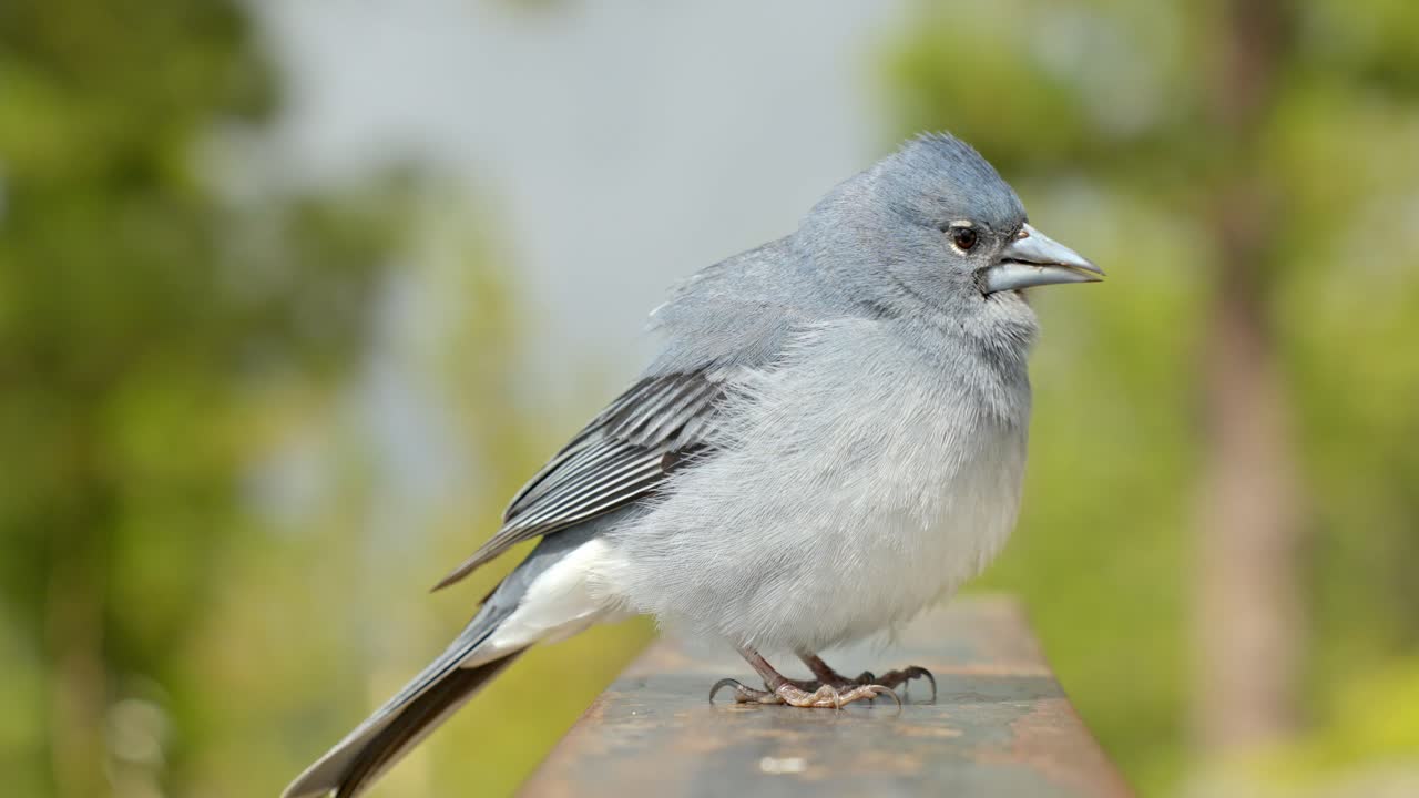 카나리 (canary) 전시: 웅장한 테네리프 블루 샤핀치 (tenerife blue chaffinch) 를 근접 촬영