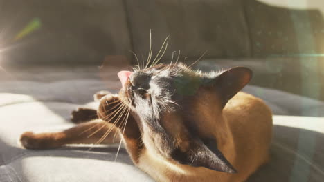 sunlight shining over cat sitting on the couch at home