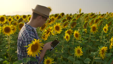 Un-Científico-En-Biología-Trabaja-En-Un-Campo-Con-Girasoles-En-Verano-Y-Estudia-Sus-Propiedades.-Escribe-Información-En-Su-Tableta