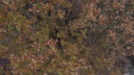 Closeup-aerial-of-autumn-colorful-leafs-of-treetop-with-reveal-of-moorland-landscape-contrasted-against-a-thick-mysterious-moist-misty-fog-background-and-snow-scattered-around-the-winter-scene