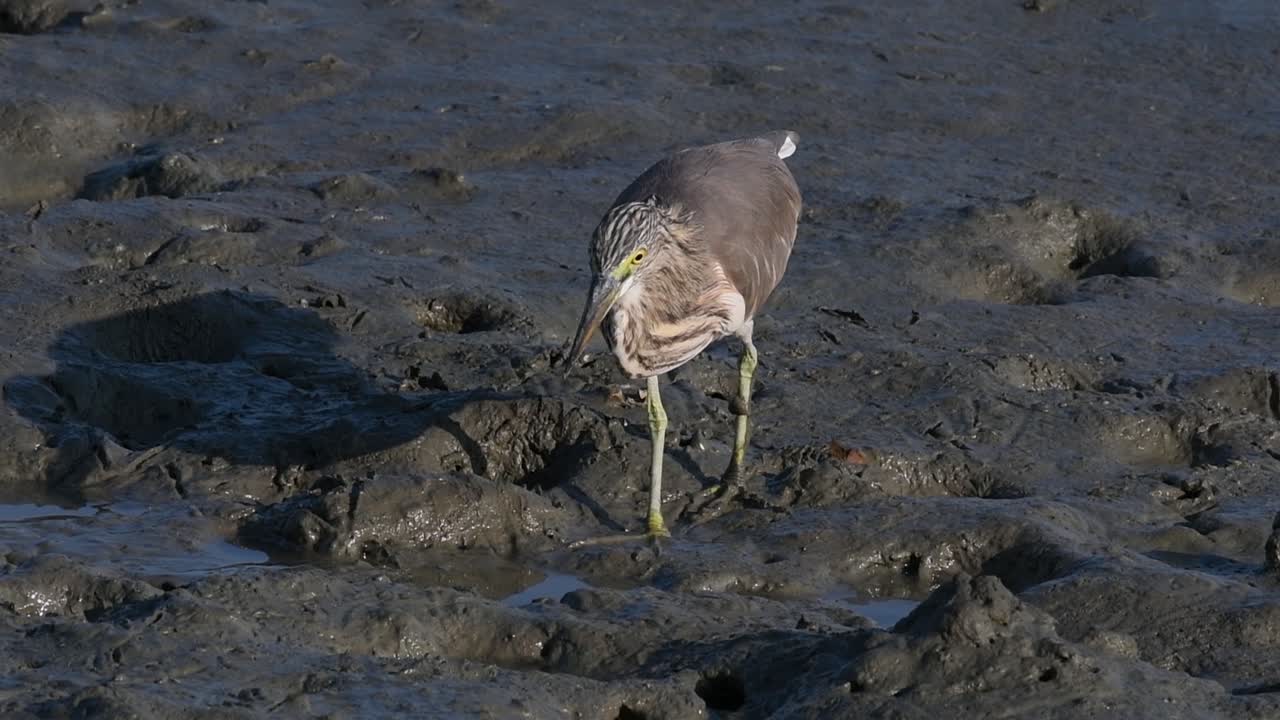 una de las garzas de estanque encontradas en tailandia que muestran diferentes plumajes según la temporada