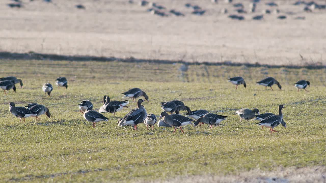 una gran bandada de gansos albifrones de frente blanca en el campo de trigo de invierno durante la migración de primavera