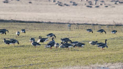 a large flock of white-fronted geese albifrons on winter wheat field during spring migration