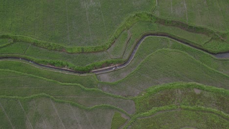 Top-down-of-local-man-walking-between-rice-fields-during-a-cloudy-day,-aerial