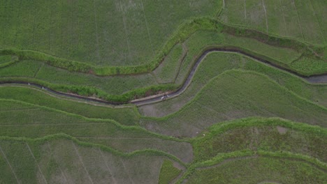 abajo de la parte superior del hombre local caminando entre los campos de arroz durante un día nublado, aérea
