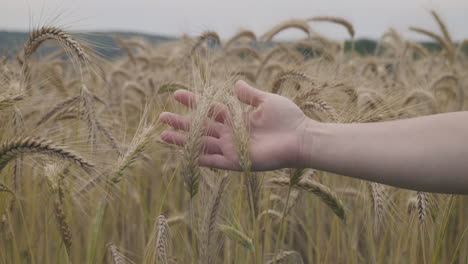 Close-up-view-of-barley-ears-close-to-harvest-time