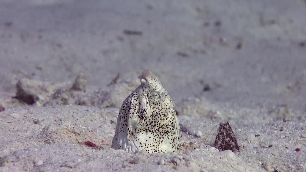 홍해의 모래 속에 숨어 있는 점박이 뱀장어