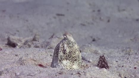 Gefleckter-Schlangenaal-Versteckt-Sich-Im-Sand-Am-Roten-Meer