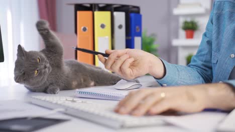 man working in home office is playing with his cat and running business.