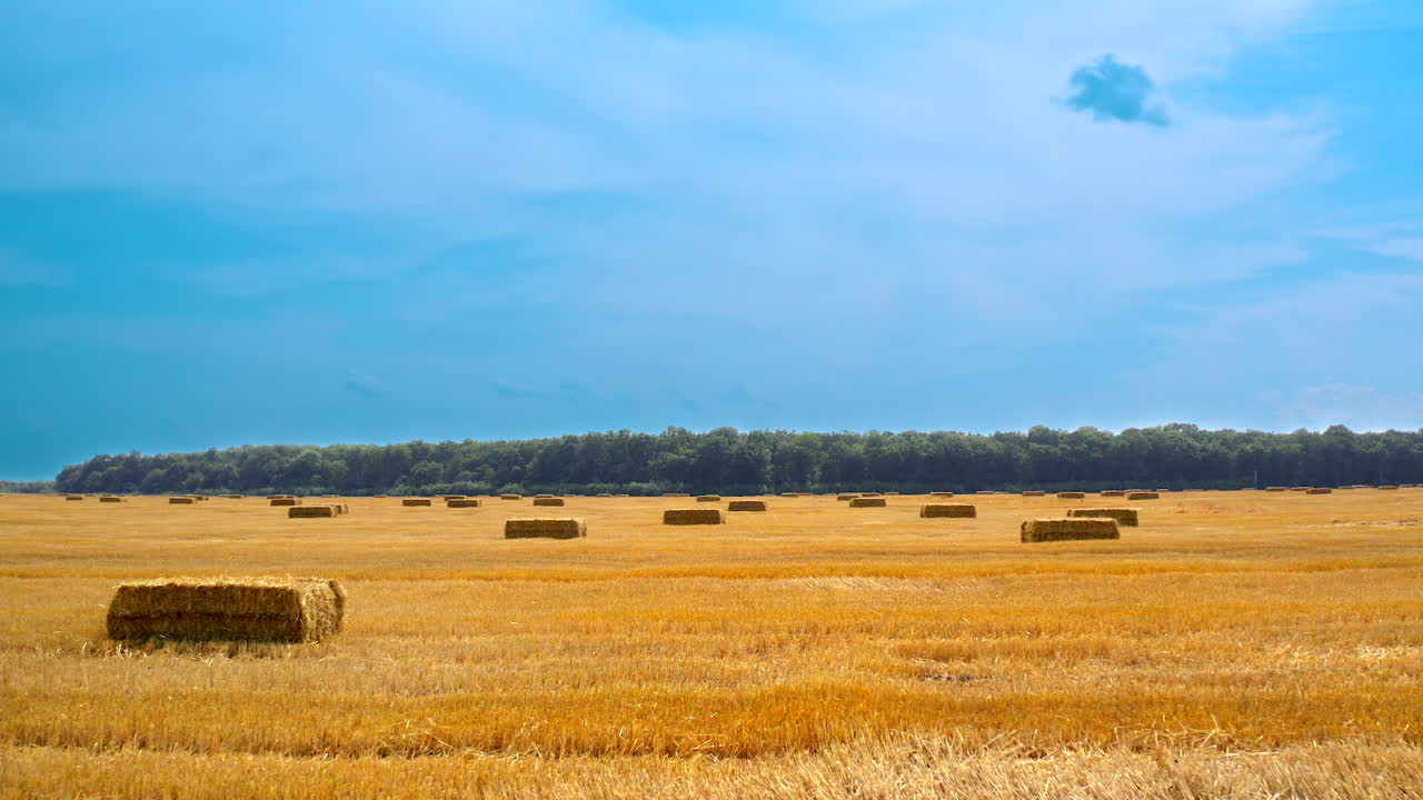 Large yellow field with many straw bales. Pressed bundles of straw scattered on field after harvesting crop. Panoramic view. Flight forward.
