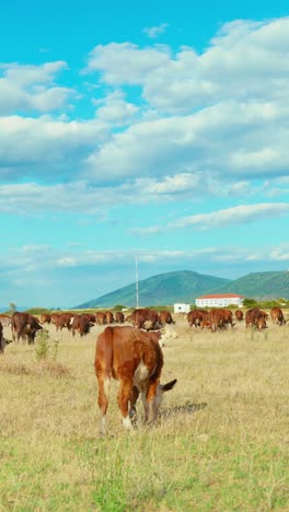 a peaceful rural scene with cows grazing in a green meadow under a blue sky