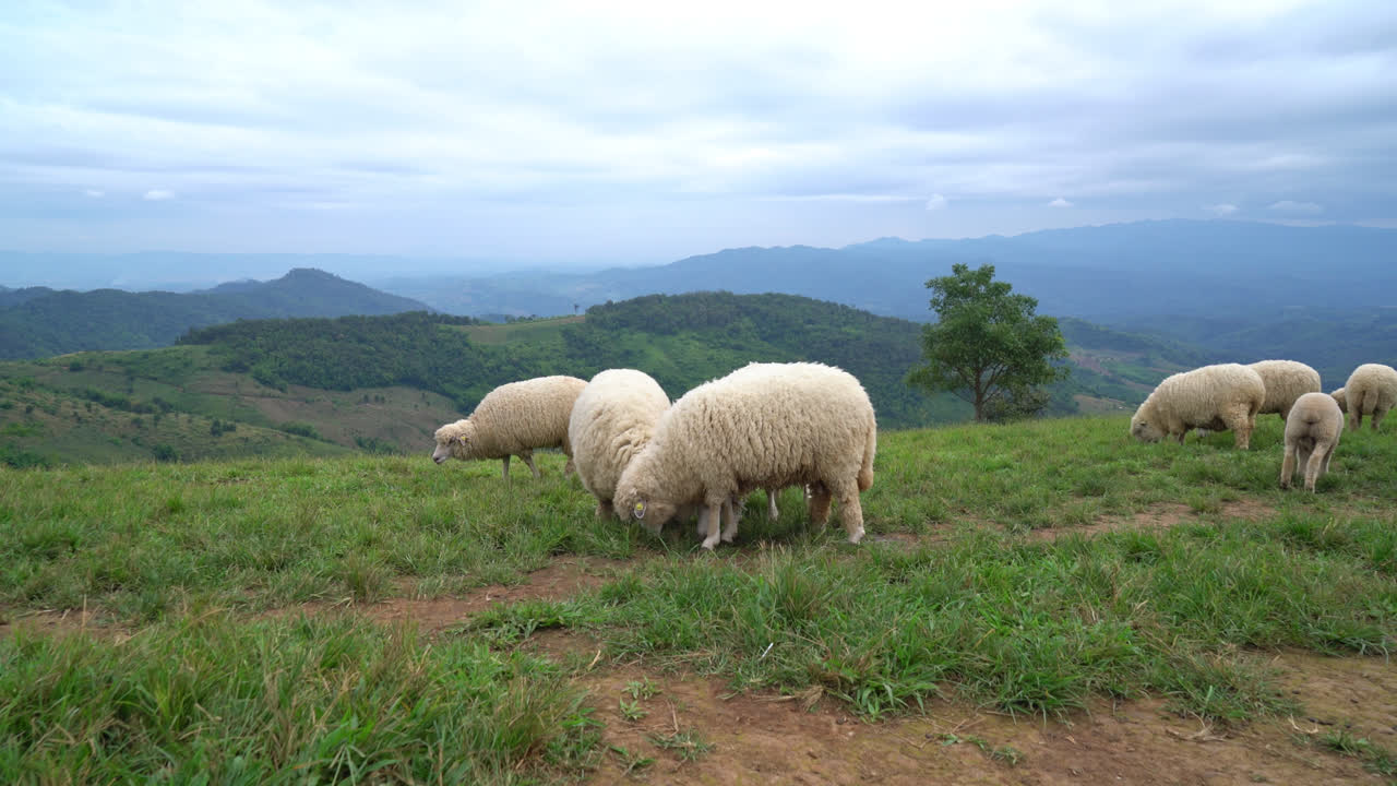 simpatiche pecore bianche sulla collina di montagna