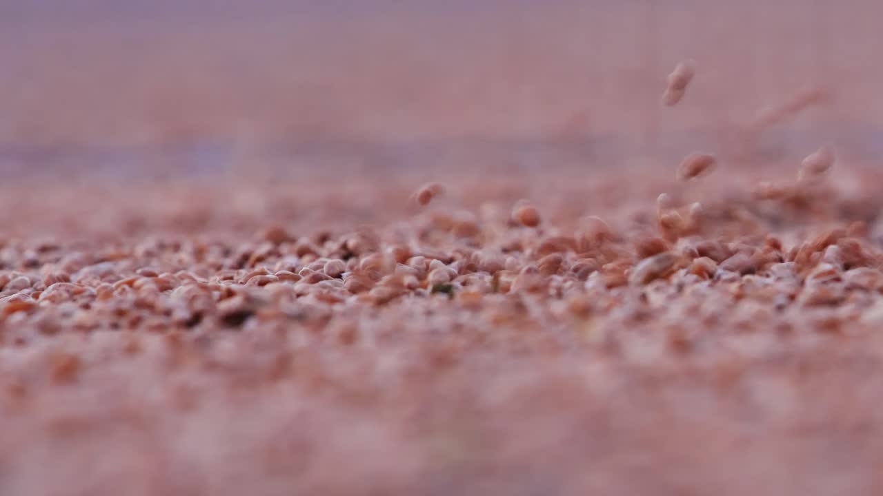 Close-up of dry brown grains bouncing softly on beige surface in rustic context