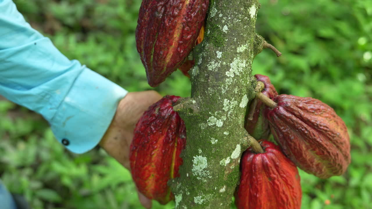 Detailed view of ripe cacao pods on a tree with a farmer in the lush greenery of Valle del Cauca, Colombia. Captures vibrant colors and texture, perfect for agricultural themes