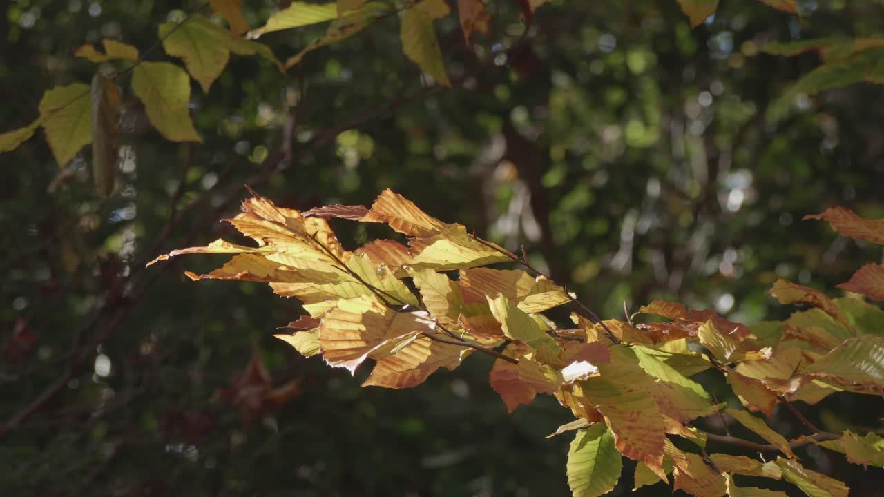 hojas de otoño en los árboles a lo largo del arroyo wissahickon