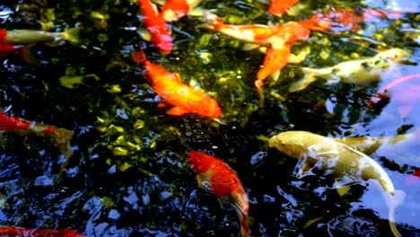 koi fish or amur carp fish swimming in pond. it more specifically nishikigoi and colored varieties of carp in outdoor in pond and water garden.