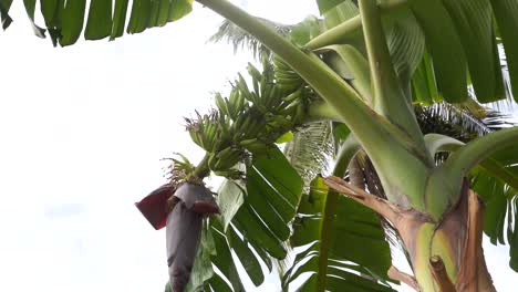 árbol de plátano, racimo de plátanos pequeños