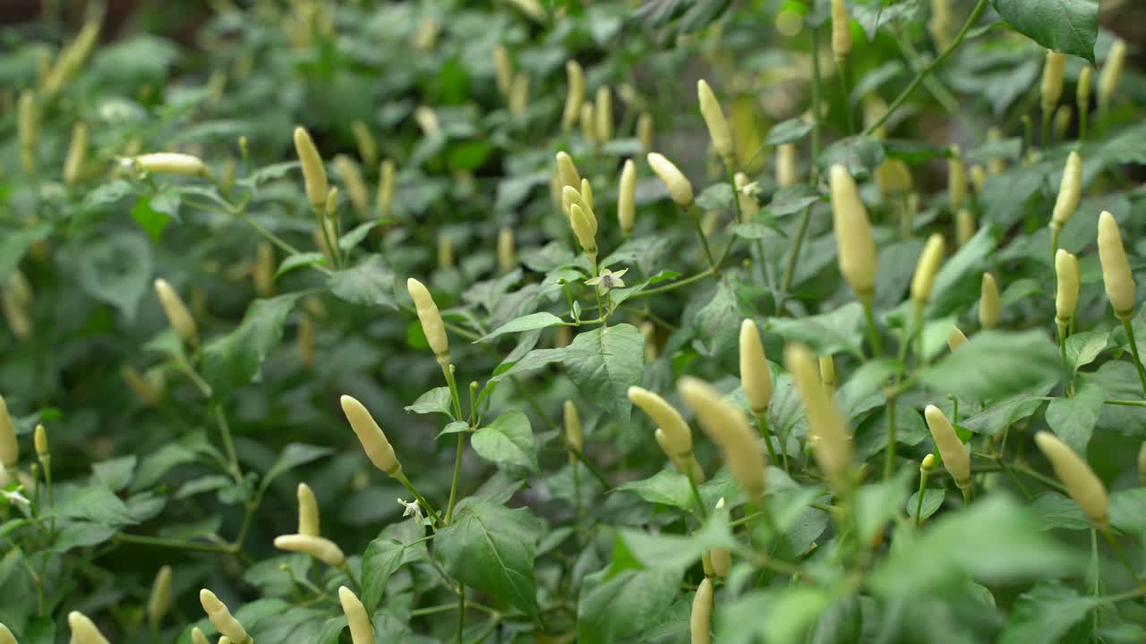 se dice que hay diferentes colores en el azafrán