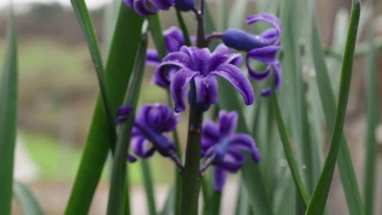Fiori eleganti che si piegano sotto le gocce di pioggia al rallentatore