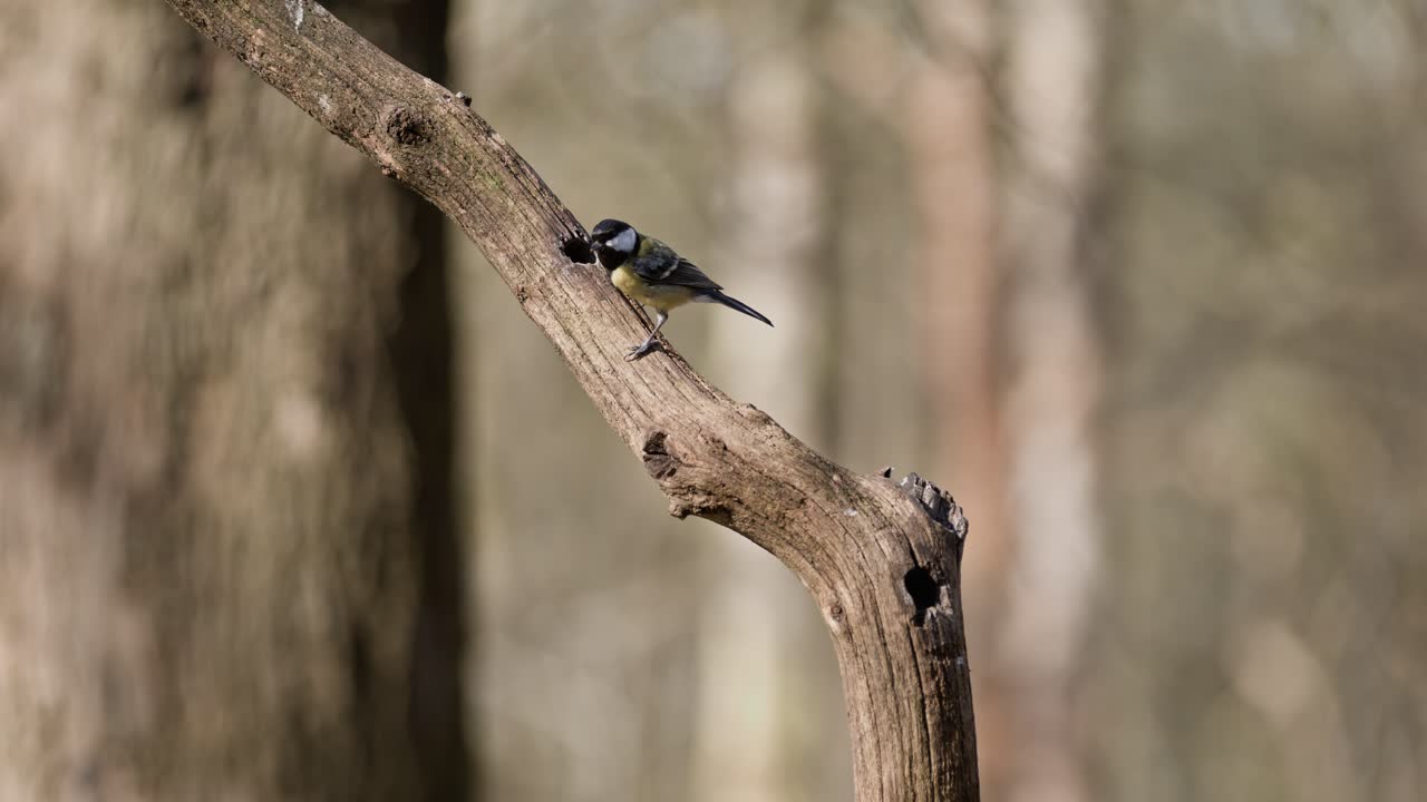 Forest scene with a bird perched on a branch, captured in super slow motion