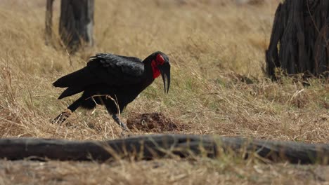 A-ground-hornbill-flipping-elephant-dung-to-find-insects-in-Khwai,-Botswana