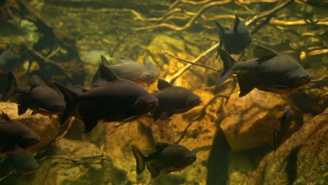 piranha swimming in group in murky water